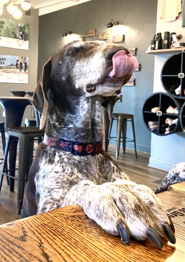 /images/uploads/southeast german shorthaired pointer rescue/segspcalendarcontest2021/entries/21852thumb.jpg